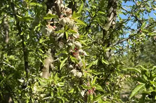 1613 Fig Ave, Patterson, CA 95363 - Photo 37