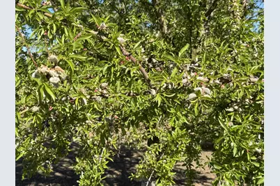 1613 Fig Avenue, Patterson, CA 95363 - Photo 35