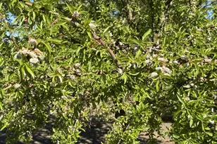 1613 Fig Ave, Patterson, CA 95363 - Photo 35