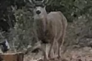 14551 Cattail Ln, Grass Valley, CA 95945 - Photo 43