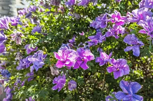 7540 Abbey, Elk Grove, CA 95757 - Photo 31