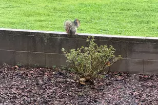 117 Wild Oat Ct, Roseville, CA 95747 - Photo 55