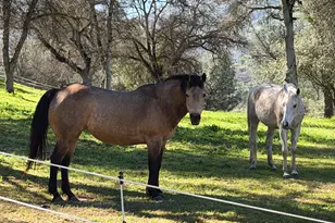 4421 Scrubby Oak Dr, Mariposa, CA 95338 - Photo 71