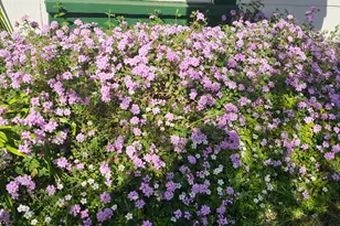 4701 Pennsylvania Ave, Fair Oaks, CA 95628 - Photo 5