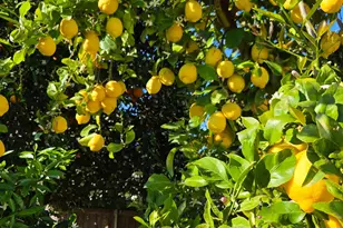 2100 Farnsworth Way, Rancho Cordova, CA 95670 - Photo 59