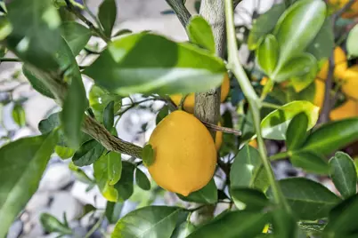 6406 Kilbeggan Way, Elk Grove, CA 95758 - Photo 33