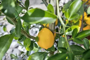 6406 Kilbeggan Way, Elk Grove, CA 95758 - Photo 33