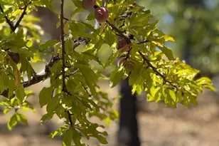 5045 Free Fox Ln, Placerville, CA 95667 - Photo 53