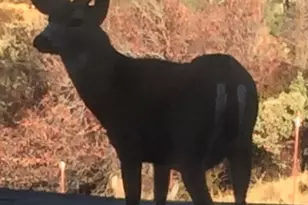 2352 Sanford Ct, Rescue, CA 95672 - Photo 55