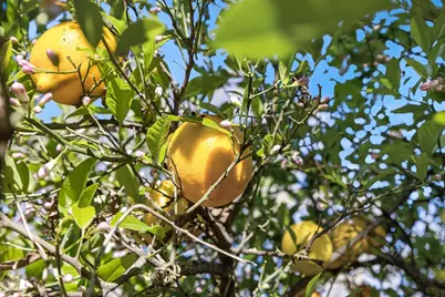 22 Jackson Street, Woodland, CA 95695 - Photo 37