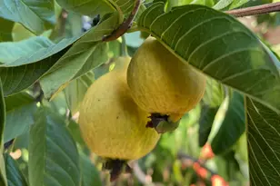 11786 Walmort Rd, Wilton, CA 95693 - Photo 87