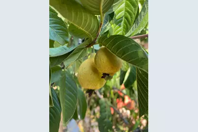 11786 Walmort Road, Wilton, CA 95693 - Photo 73