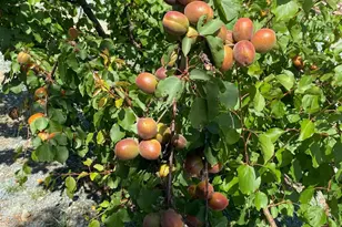 11786 Walmort Rd, Wilton, CA 95693 - Photo 37