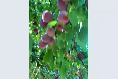 11786 Walmort Road, Wilton, CA 95693 - Photo 69