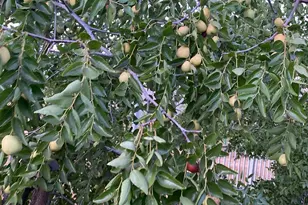 11786 Walmort Rd, Wilton, CA 95693 - Photo 85