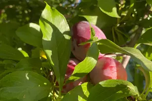 11786 Walmort Rd, Wilton, CA 95693 - Photo 83