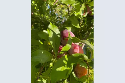 11786 Walmort Road, Wilton, CA 95693 - Photo 67