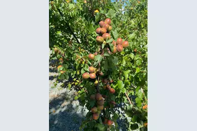 11786 Walmort Road, Wilton, CA 95693 - Photo 81