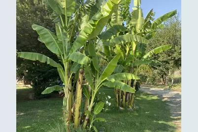 11786 Walmort Road, Wilton, CA 95693 - Photo 39