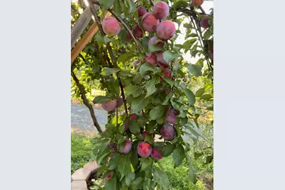 11786 Walmort Road, Wilton, CA 95693 - Photo 75