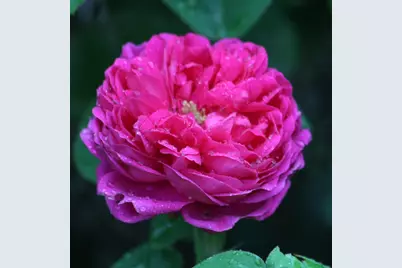 709 Cole Road, Meadow Vista, CA 95722 - Photo 55