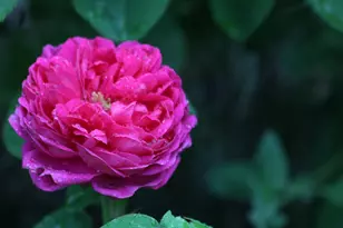 709 Cole Rd, Meadow Vista, CA 95722 - Photo 55