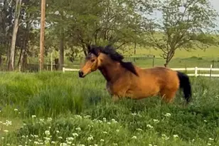 6949 Eric Ln, Wheatland, CA 95692 - Photo 5