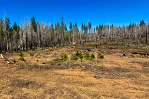 0 3 4 Ac Huggy Bear Ln, Grizzly Flats, CA 95636 - Photo 1