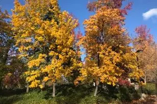 939 Fairway Ct, Murphys, CA 95247 - Photo 41