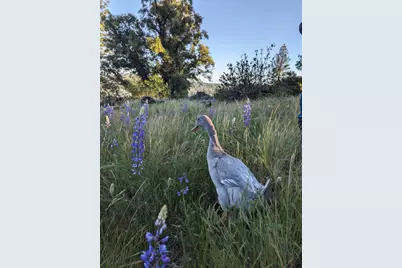 1581 Moccasin Trail, Placerville, CA 95667 - Photo 67