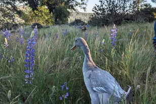 1581 Moccasin Trail, Placerville, CA 95667 - Photo 67