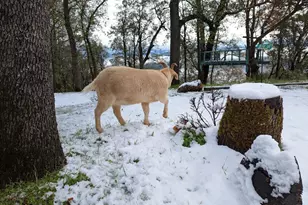 1581 Moccasin Trail, Placerville, CA 95667 - Photo 59