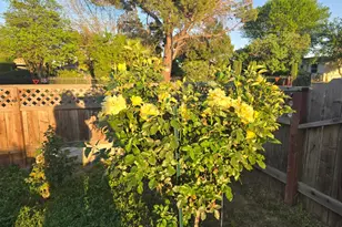 4694 Pacific Ave, Olivehurst, CA 95961 - Photo 13