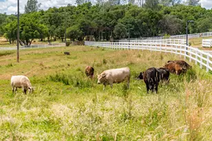 20945 Bear Hollow Rd, Grass Valley, CA 95949 - Photo 11