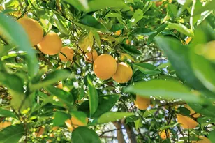 2355 Ortiz Ave, Woodland, CA 95776 - Photo 47