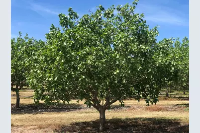 17981 Los Cerritos, Snelling, CA 95369 - Photo 1