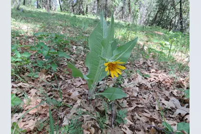 0 Higdon Spink Road, West Point, CA 95255 - Photo 27