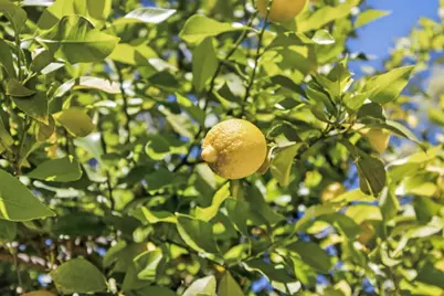 4586 Wawona Circle, Fair Oaks, CA 95628 - Photo 41