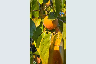 12602 Spenceville Road, Penn Valley, CA 95946 - Photo 57