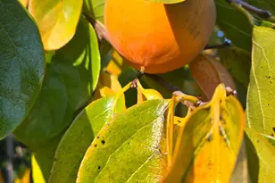 12602 Spenceville Rd, Penn Valley, CA 95946 - Photo 57