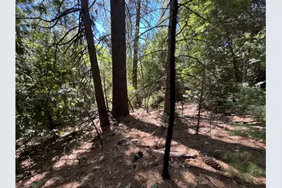 16704 New York House Road, Brownsville, CA 95919 - Photo 5