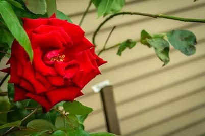 427 Wyndgate Road, Sacramento, CA 95864 - Photo 35