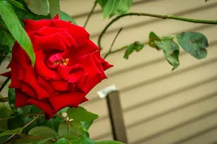 427 Wyndgate Rd, Sacramento, CA 95864 - Photo 35