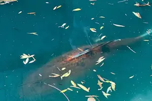 2424 Larkspur Ln, Sacramento, CA 95825 - Photo 65