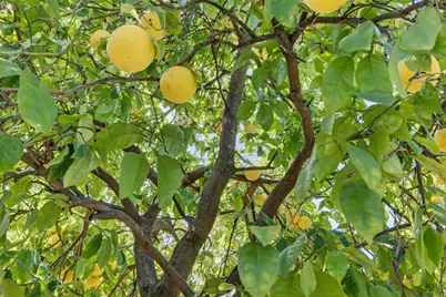 3620 E Country Club Lane, Sacramento, CA 95821 - Photo 49