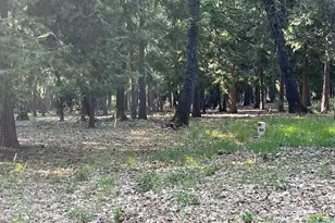 13117 Madrone Forest Dr, Nevada City, CA 95959 - Photo 1