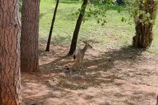 16173 Norlene Way, Grass Valley, CA 95949 - Photo 25