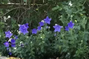 8328 Canyon Oak Dr, Citrus Heights, CA 95610 - Photo 31