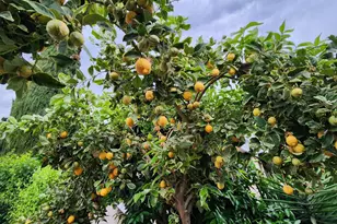 Westacre, West Sacramento, CA 95691 - Photo 25