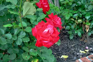 1018 Plum Ln, Davis, CA 95616 - Photo 59